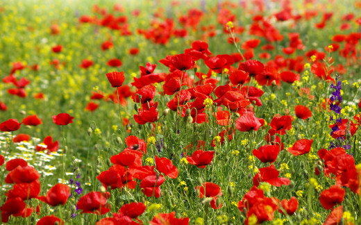 842995 (a): :3000x1869